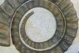 Devonian Ammonite (Anetoceras) - Morocco #99948-1